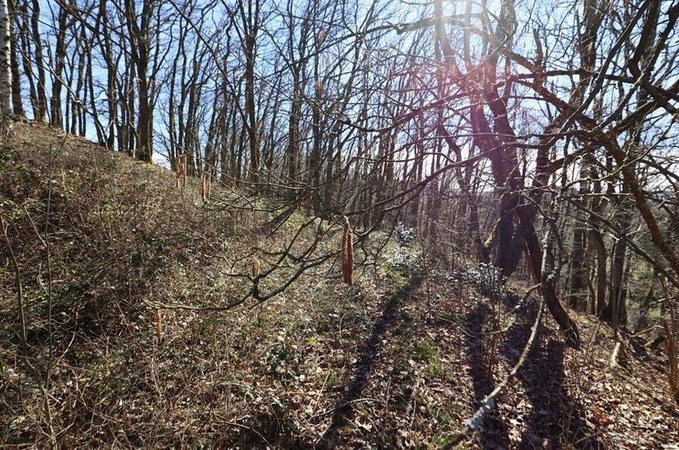 Baugrundstück mit Hanglage und Baumbestand, rechteckiger Zuschnitt, im Wochenendhausgebiet  Mehren14 in Mehren