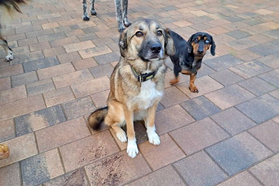 Kalinka (ca. 2 Jahre) – tolle Hündin sucht noch tollere Menschen! in Rastenberg