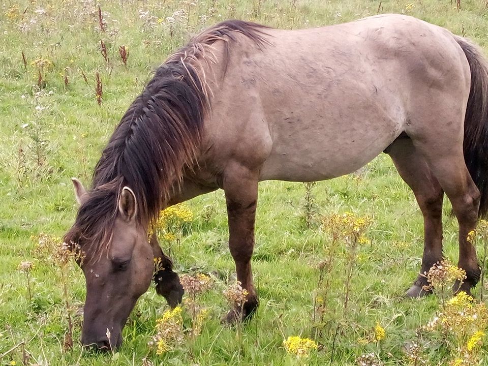 Koniks (Hengste) aus Beweidungsprojekt Geltinger Birk in Eckernförde