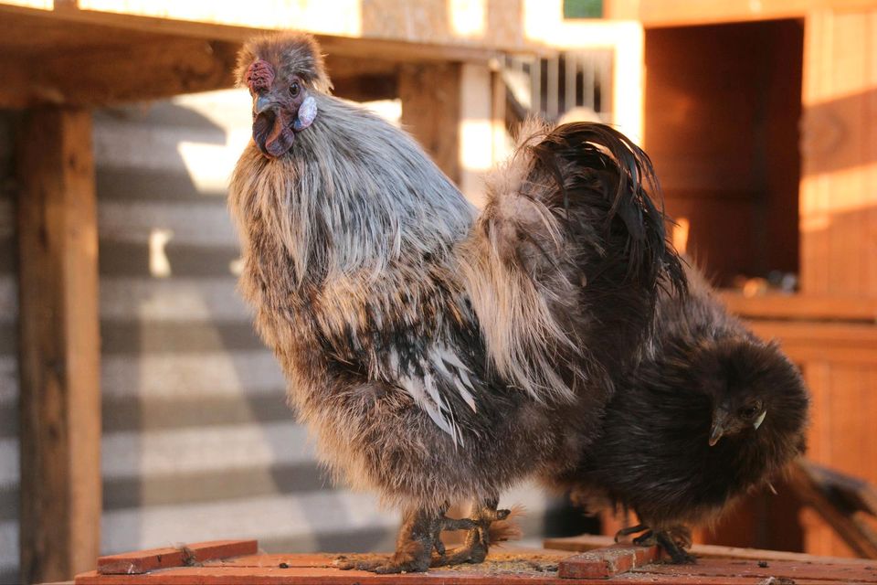 Zwergseidenhühner Hahn silberwildfarbig Henne Huhn Hähne Hühner in Husum