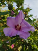 Roseneibisch blau Hibiscus-Ableger Garteneibisch Brandenburg - Schipkau Vorschau