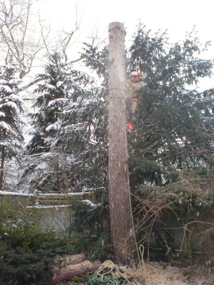 Baum Baumpflege Baumfällung Risikofällung Sturmschäden in Köln