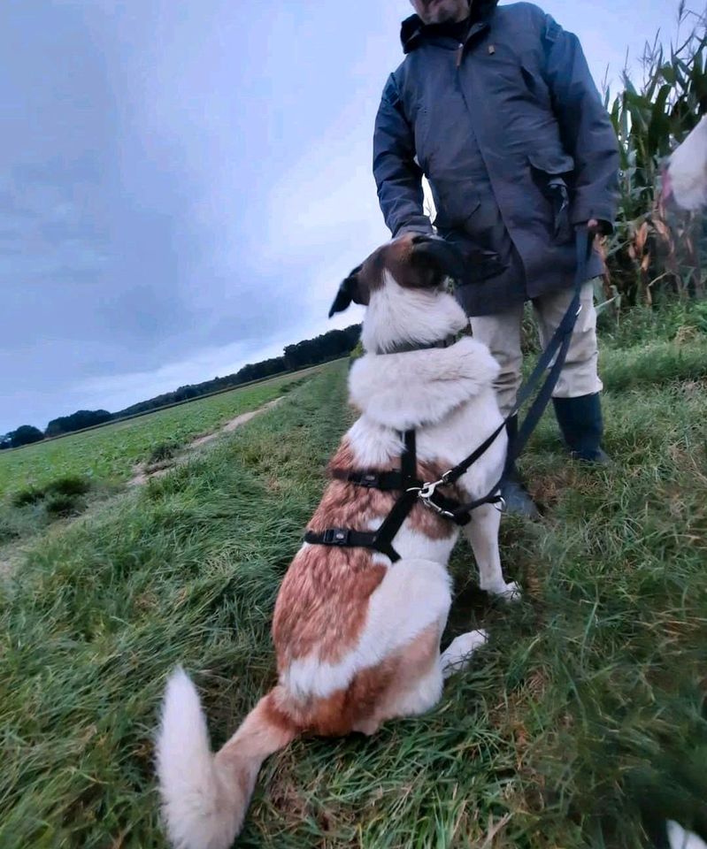 Bonnie sucht ihre Familie in Kalkar