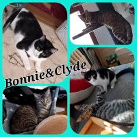 Katze, Kater, Katzen, kastriert, EKH ❤️ Bonnie & Clyde ❤️ Brandenburg - Elsterwerda Vorschau