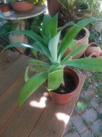 Drachenbaum-Agave (Attenuata ) Baden-Württemberg - Denzlingen Vorschau