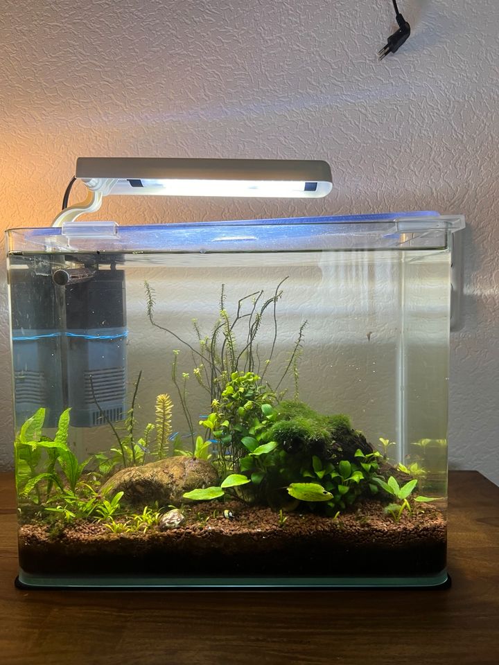 Dennerle Nano Cube - Aquarium - Endler Gup,  Mikro Wels, Garnelen in Moers