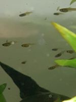 Guppy Babys abzugeben Thüringen - Wutha-Farnroda Vorschau