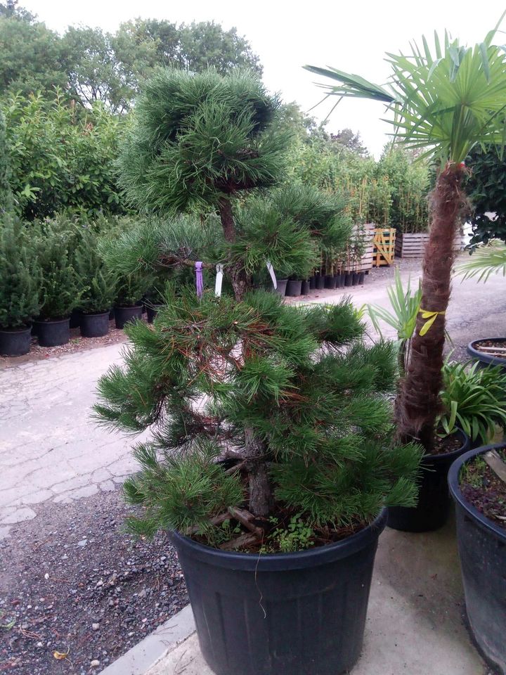 Pinus nigra austrica Bonsai 140/150cm -  schwarz Kiefer in Dreieich