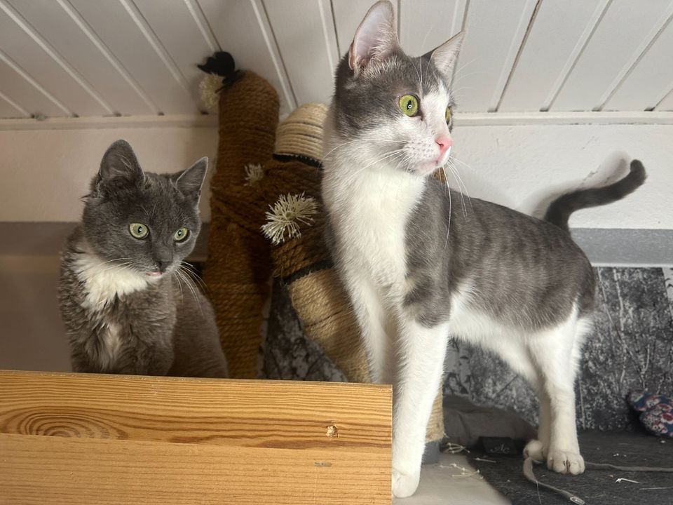 Tierschutz: bezauberndes Katerpärchen sucht Platz zum kuscheln in Niddatal