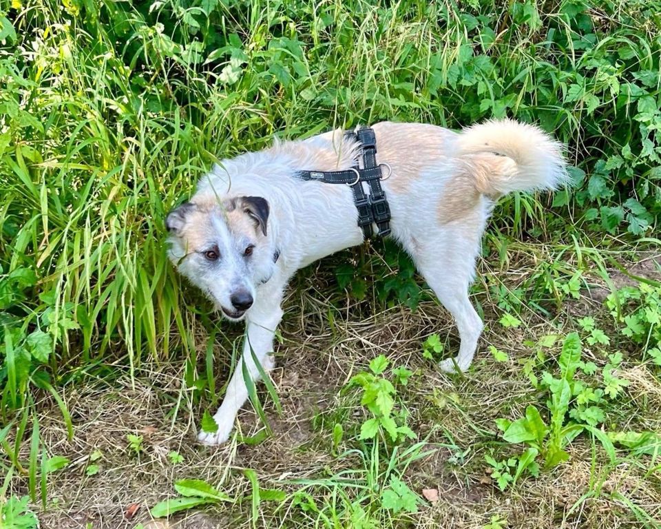 Lieber TORE ❤️ aus dem Tierschutz sucht seine Familie in Pforzheim