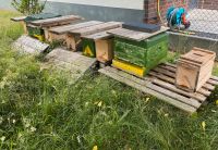 Bienenvölker Ableger aus 2023 Nordrhein-Westfalen - Heinsberg Vorschau