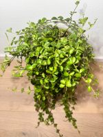 peperomia rotundifolia. Ganze pflanze Baden-Württemberg - Börtlingen Vorschau