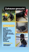 Amigo Do Khyi Mix  sucht ein Zuhause Altona - Hamburg Iserbrook Vorschau