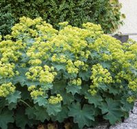 Frauenmantel (Alchemilla) Kreis Ostholstein - Süsel Vorschau