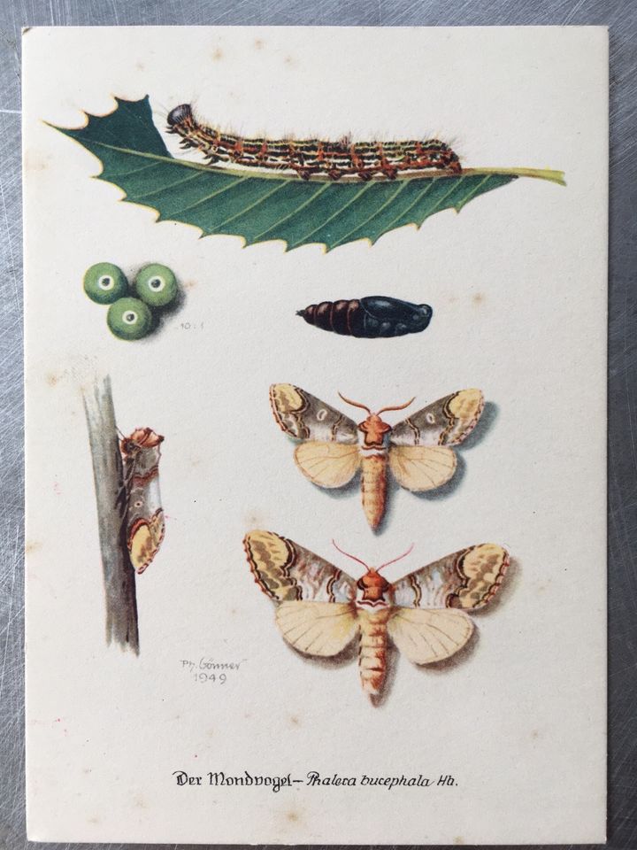 AK Ansichtskarte Postkarte Schmetterlinge Spinner Käfer Sumpfhuhn in Kall
