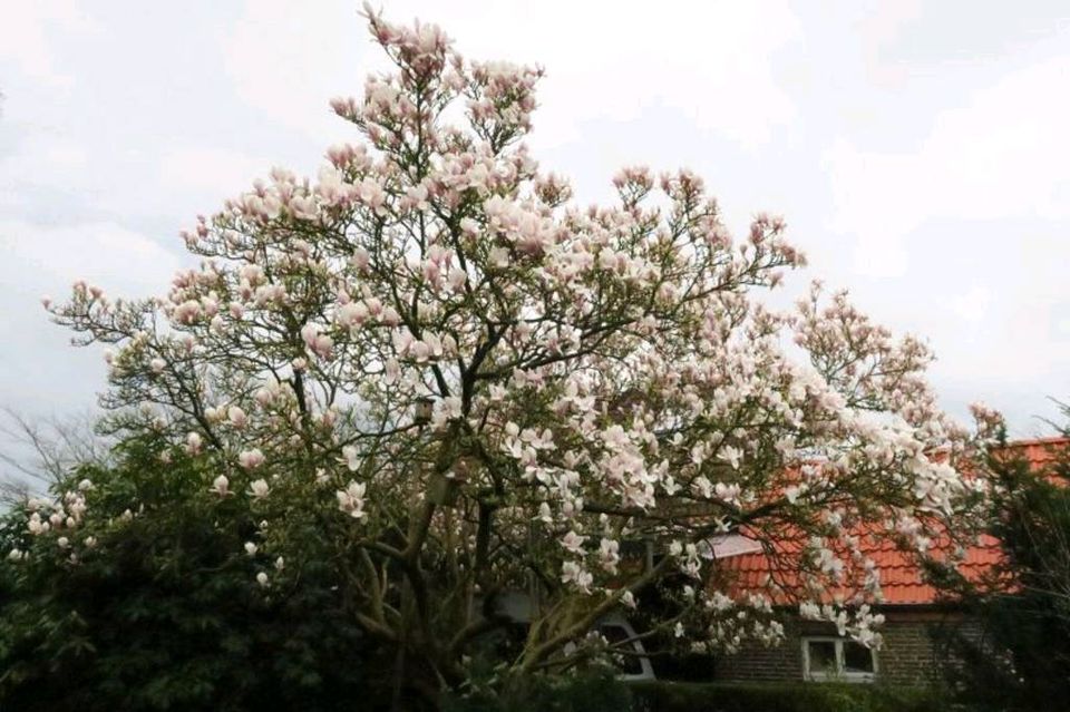 110 Genießen Sie das wunderbare Leben im Küsten-Hinterland nahe Jever / Wilhelmshaven in Schortens