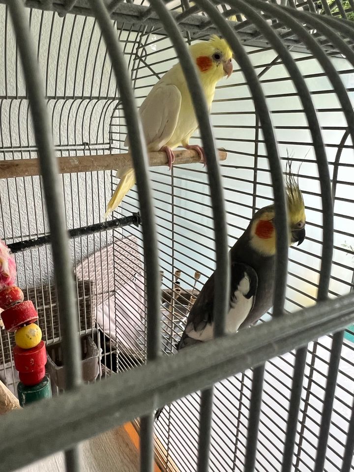 Vögel mit Käfig in Solingen
