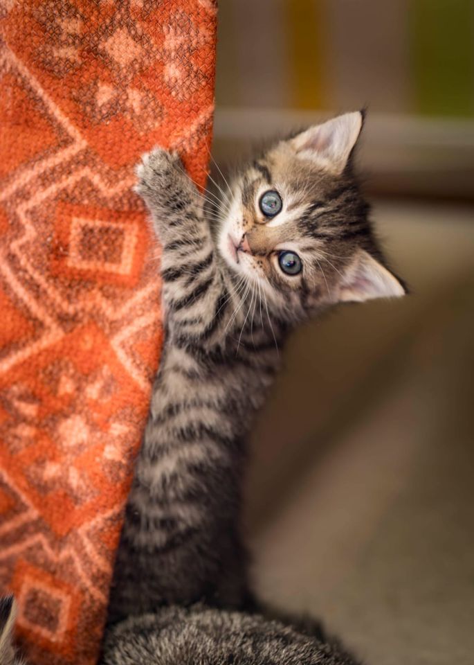 Hilfe bei Katzenvermittlung in gute Hände in Hamburg