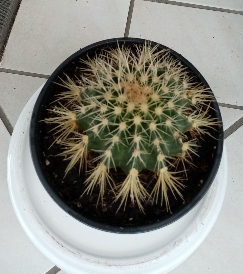 Pflanze Kaktus Kugelkaktus Schwiegermuttersitz Umfang 50 cm in Lübeck
