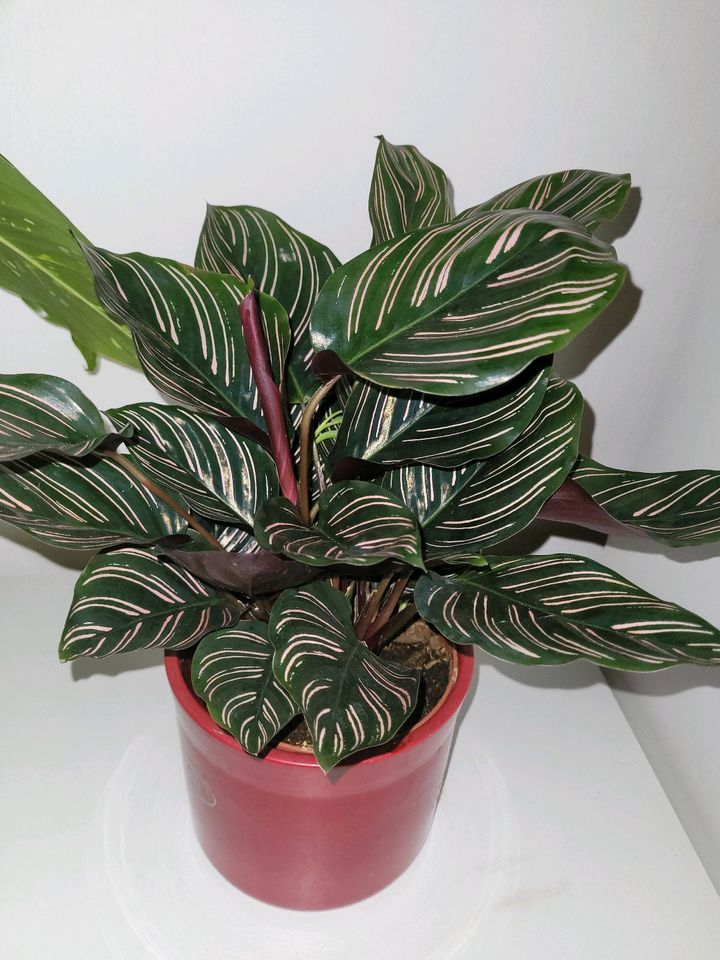 Gummibaum Calathea Ficus Elastica Tineke Pflanze Zimmerpflanze in München