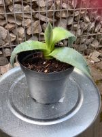Agave mediterrane Freilandpflanze für den son Baden-Württemberg - Gechingen Vorschau