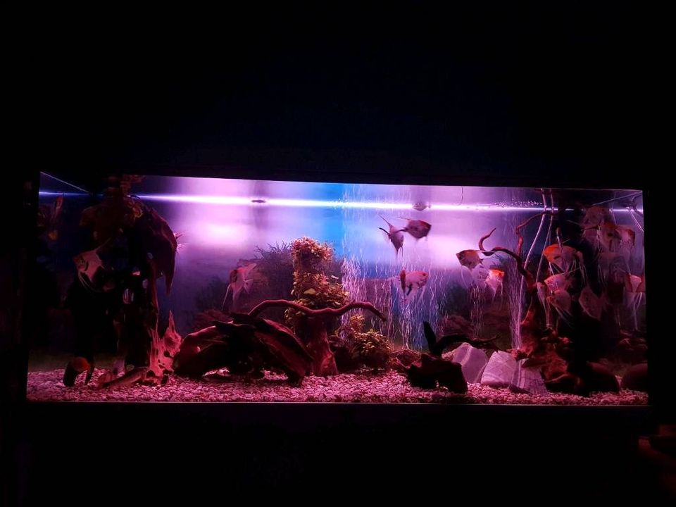Aquarium  Juwel Rio 450 LED Komplett in Berlin