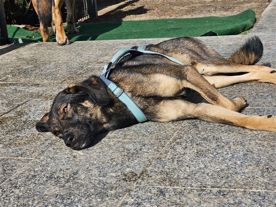 Edith - liebe Hündin sucht Zuhause! in Oberwies bei Nassau