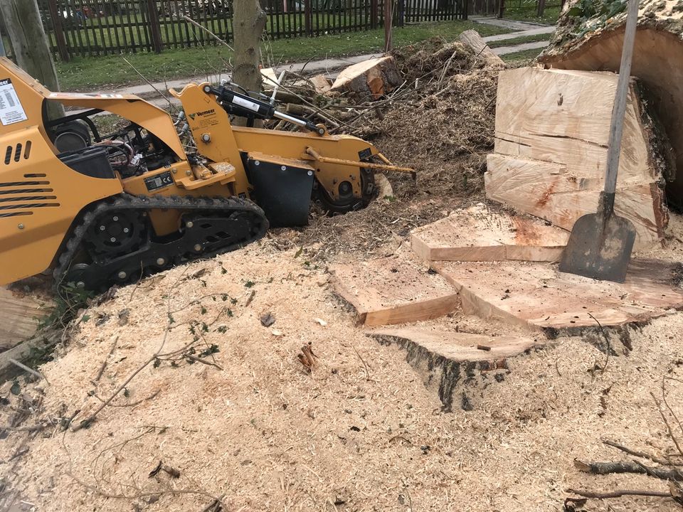 Baumfällung,Erdarbeiten, Wurzelfräsung,Rollrasen,Strauchschnitt, in Königslutter am Elm