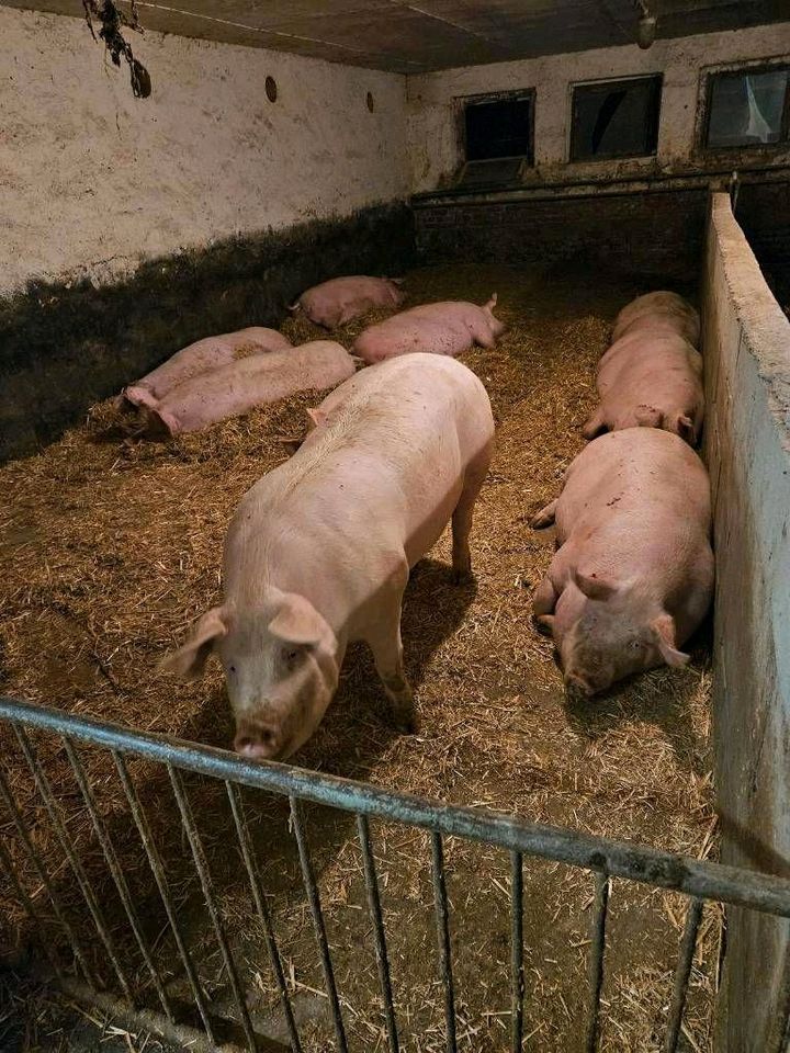 Hausschweine/ Bentheimer Schweine in Heldrungen