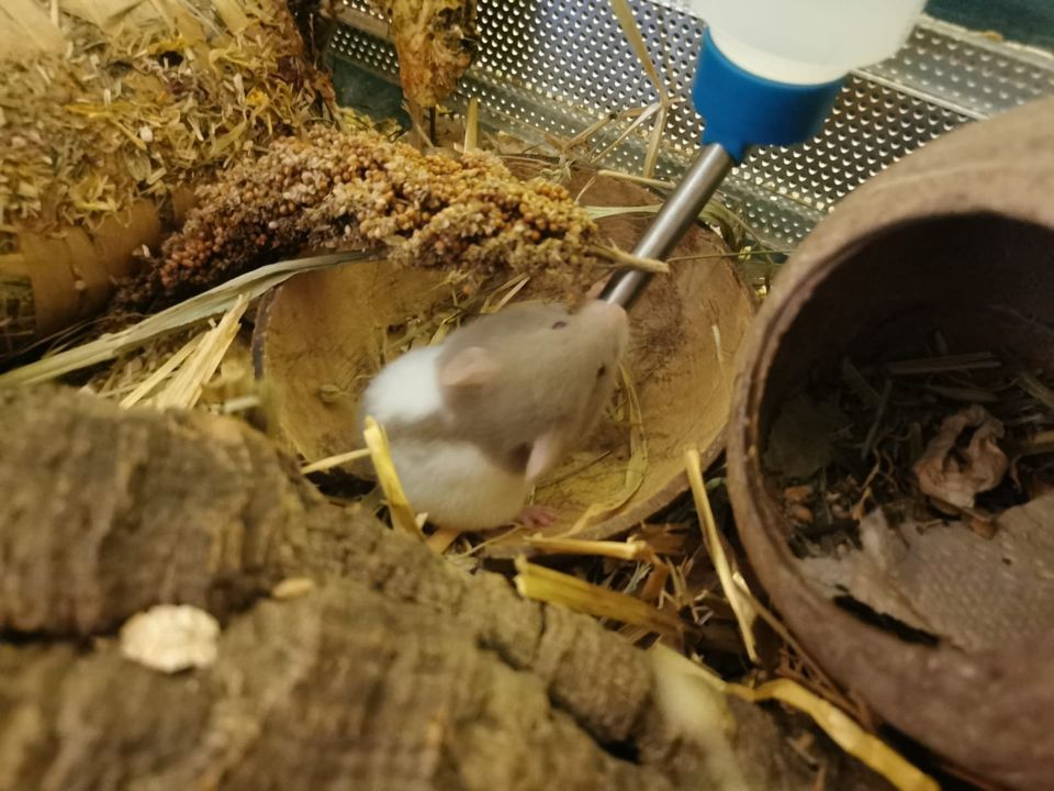 Grauer Hamster aus unerwartetem Nachwuchs abzugeben in Rostock