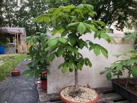 Bonsai, Prebonsai, Rosskastanie Thüringen - Stotternheim Vorschau