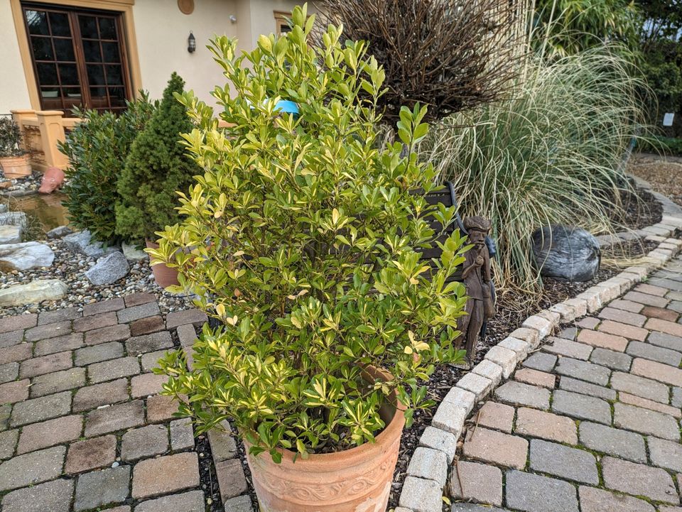 Euonymus japonicus Aurea , Spindelstrauch, Solitärpflanze in Rheinland