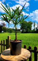 Chinesische Hanfpalmen (Trachycarpus Fortune)aus eigener Aufzucht Nordrhein-Westfalen - Hamminkeln Vorschau