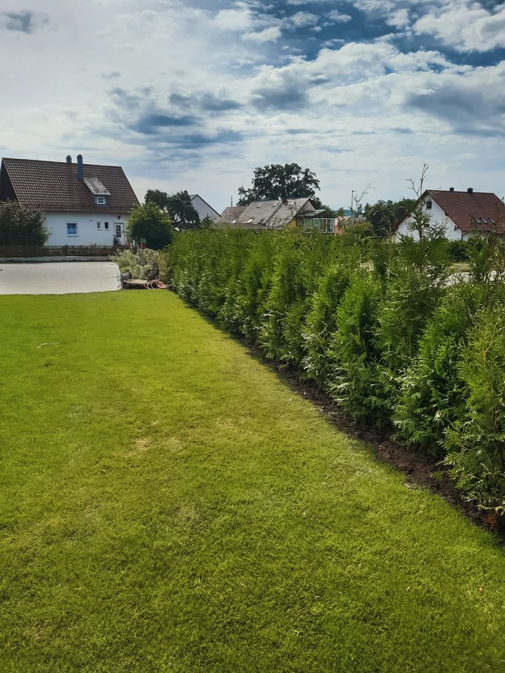 LEBENSBAUM THUJA SMARAGD BRABANT TOP HECKPFLANZEN in Kempten