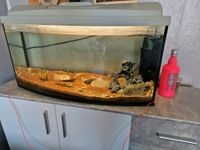 Verkaufe gebogenes aquarium Mecklenburg-Vorpommern - Wolgast Vorschau