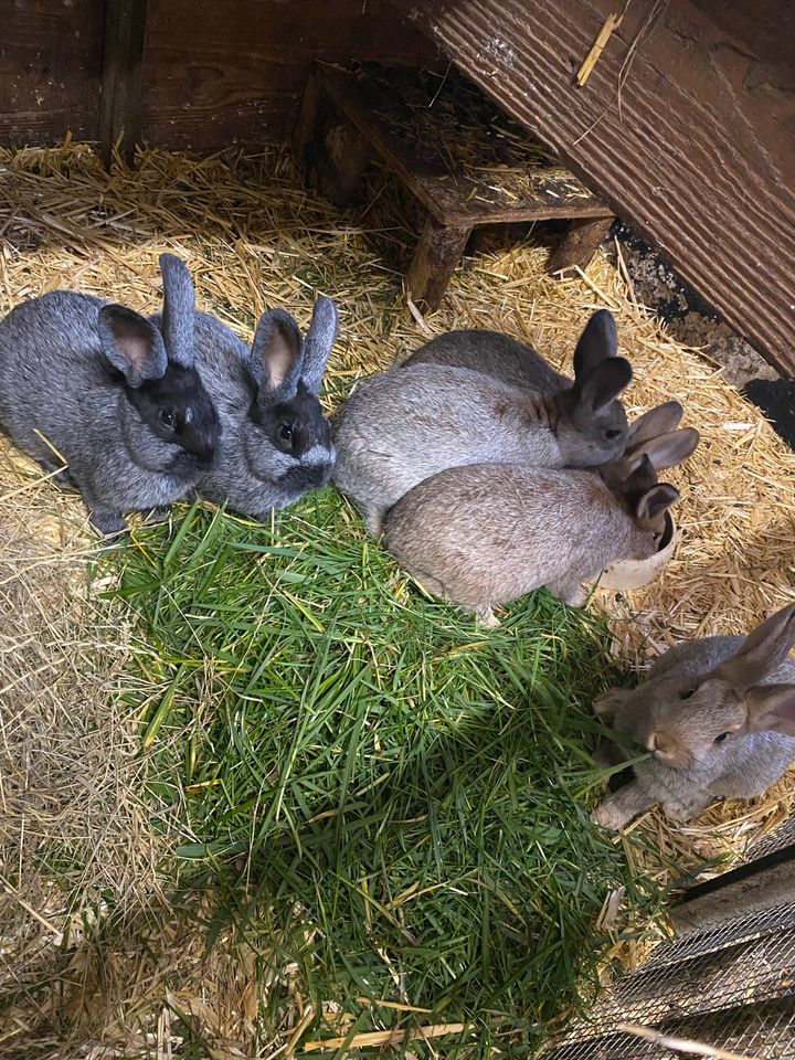 Kaninchen, Riesen Mix abzugeben. in Wallenhorst