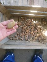 Saatkartoffeln Brandenburg - Bad Freienwalde Vorschau