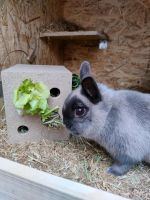 Kaninchen, Meerschweinchen, Chinchilla Spiele würfel Nordrhein-Westfalen - Bocholt Vorschau