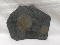 Wunderschönes Holzmadener Fossil Dactylioceras 175 Mio. Jahre alt Baden-Württemberg - Herrenberg Vorschau