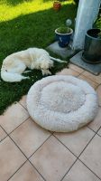 Kuscheliges Hundebett, ähnlich wie "Wolke 7", beige, Größe L, neu Baden-Württemberg - Baienfurt Vorschau