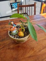 Avocado bonsai Zimmerpflanzen Baden-Württemberg - Heidelberg Vorschau