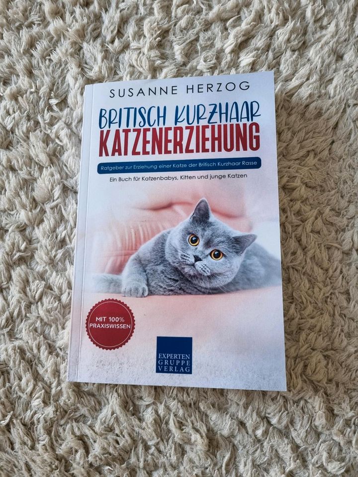 Britisch Kurzhaar Katzenerziehung in Mönchengladbach