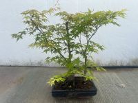 Bonsai Fächerahorn, Acer, Japnischer Ahorn, Schöne Pflanze München - Ramersdorf-Perlach Vorschau