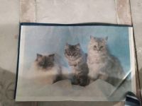 Schreibtischunterlage Schutz Poster Katze Büro schreibtisch Deko Hessen - Modautal Vorschau