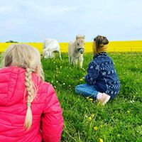 Ferienwohnung Urlaub Reiten Ostsee Pferde Bauernhof Kreis Ostholstein - Schönwalde Vorschau