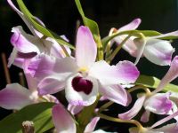 Orchidee - Dendrobium nobile (Naturform) Thüringen - Münchenbernsdorf Vorschau