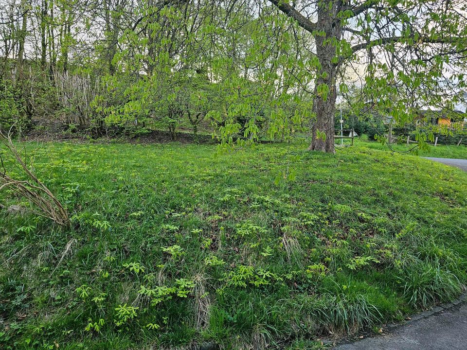 Kastanien planzen Bäume in Reichshof