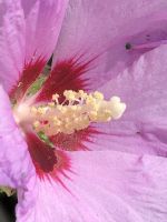 Hibiskus Eibisch rosa Blüten winterhart Junge Pflanzen Nordrhein-Westfalen - Wegberg Vorschau