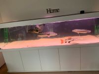 Aquarium 1200Liter von Friedeberg Bayern - Dinkelscherben Vorschau