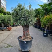 Olivenbaum Olea Europaea (Nr.4) 100cm Stammu. Bonsai - 210cm hoch Nordrhein-Westfalen - Oberhausen Vorschau